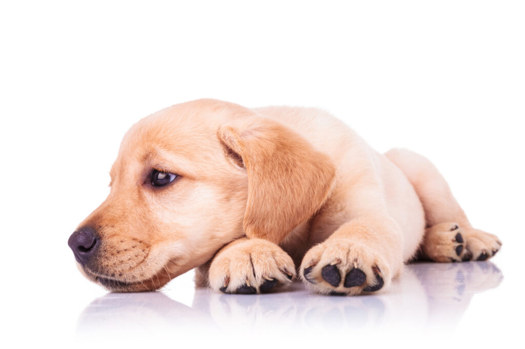 A Labrador retriever puppy dog in Queensland