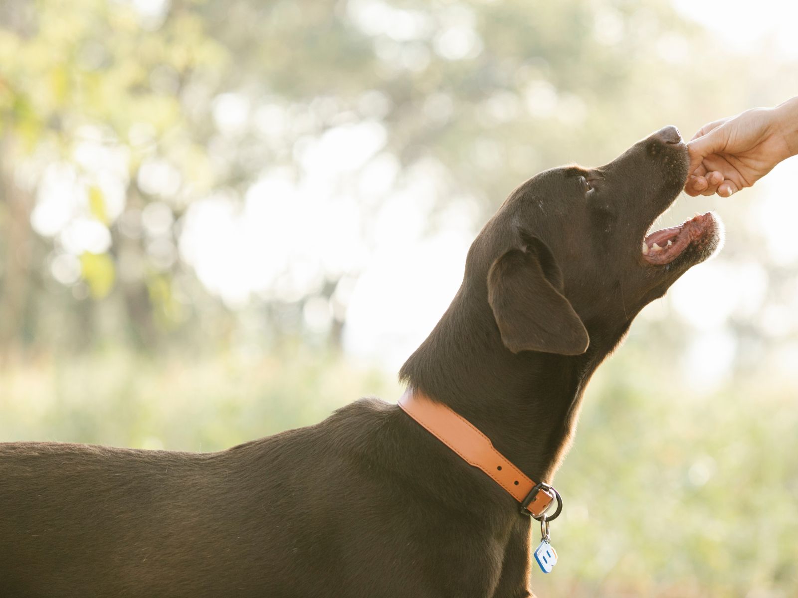 Can Dogs Eat Nectarines? [Read On]