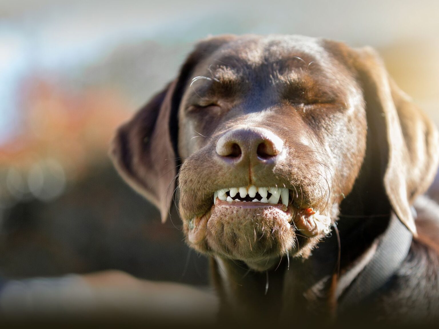 Gulping Attacks In Dogs [Full Guide 11 Causes + 9 Solutions]