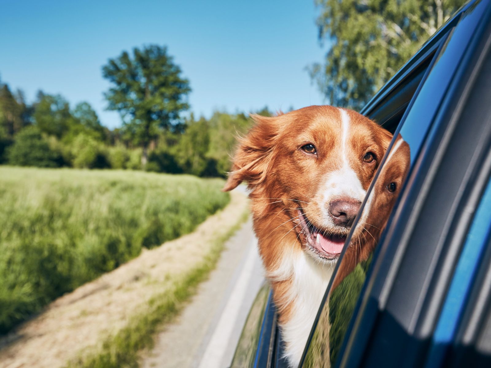 Why Do Dogs Not Urinate On Road Trips? [9 Reasons + 5 Tips]