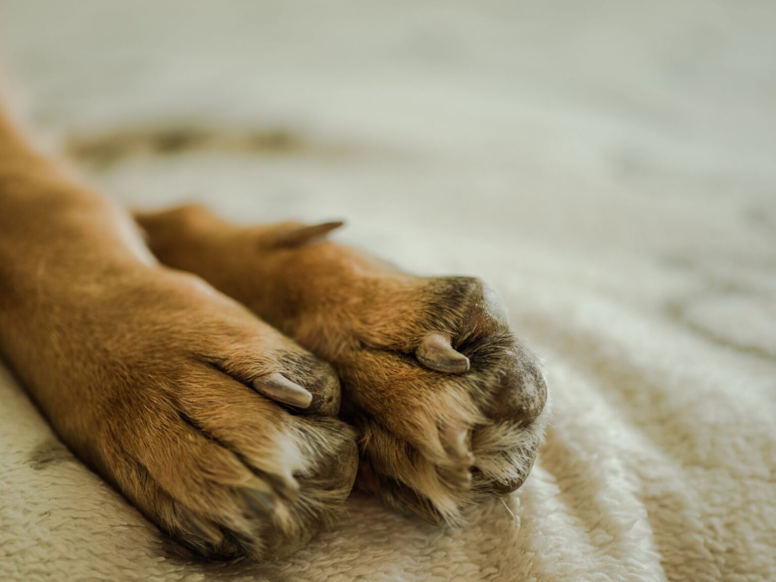 bed Feet in German Shepherds Fact or Fiction?