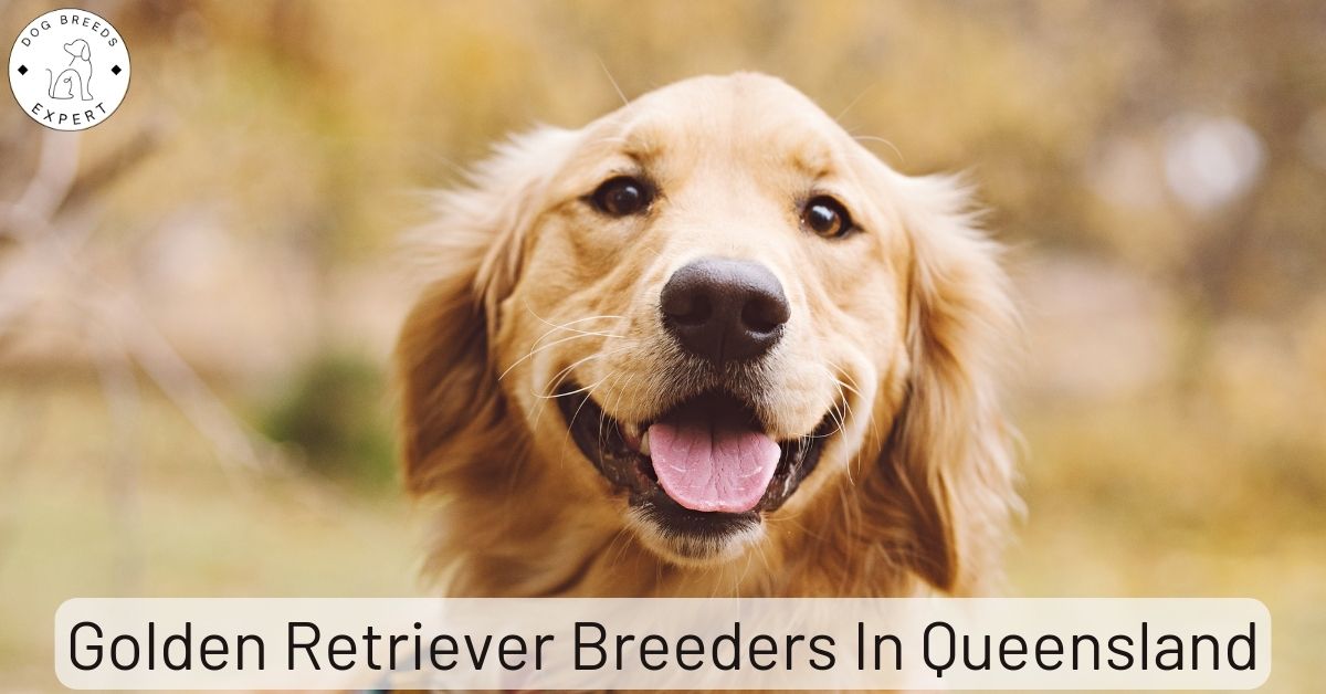 Golden Retriever Breeders in Queensland (QLD) List Of 6 Local Breeders