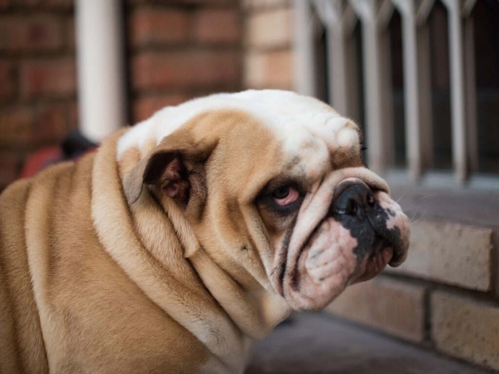 Grouchy Sad Bulldog