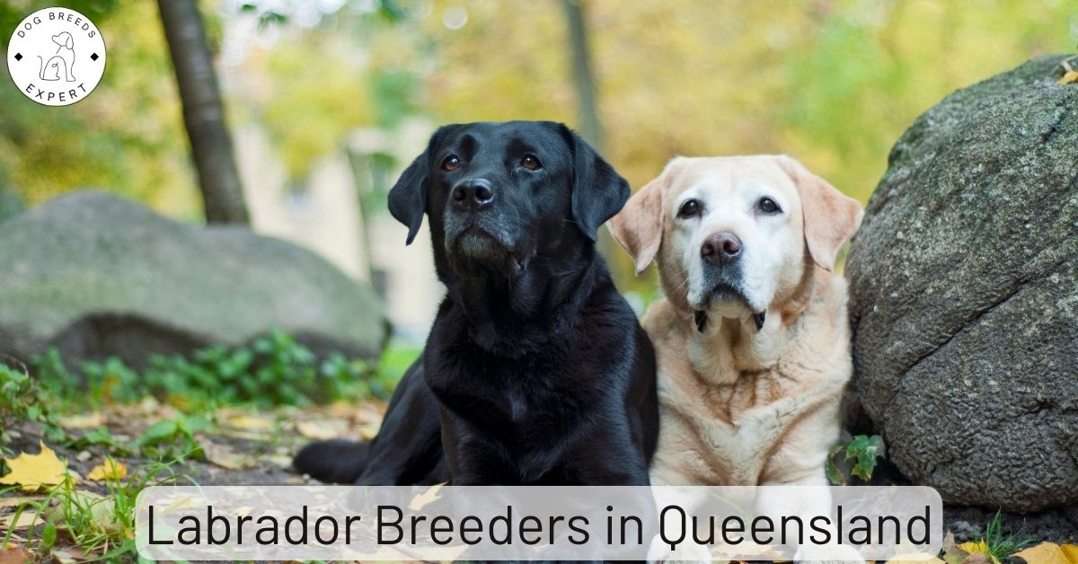 Labrador Breeders in Queensland (QLD) List Of 7 Local Breeders