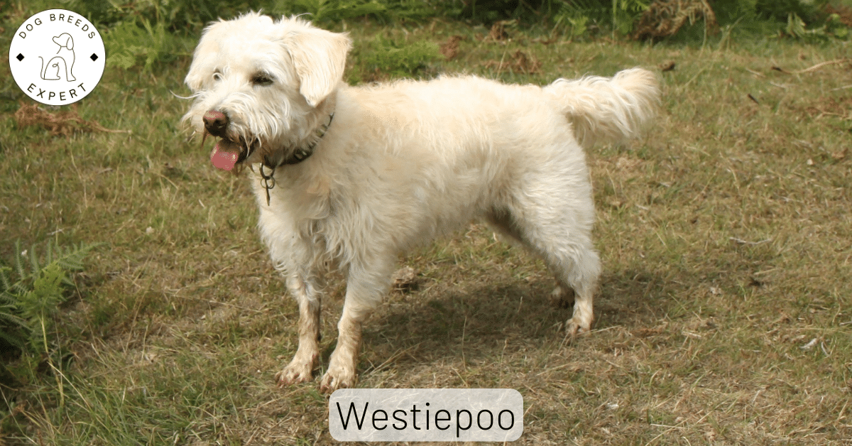 Westiepoo Ultimate Guide West Highland White Terrier Poodle Mix