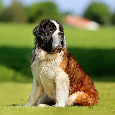 Saint Bernard