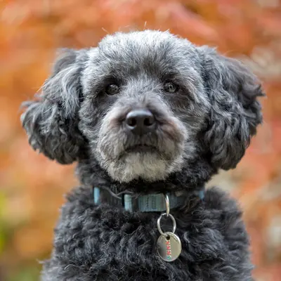 Schnauzer