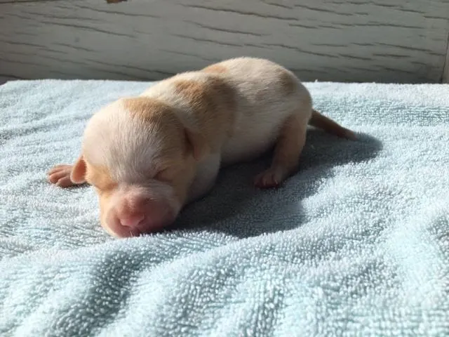 Blind Puppy