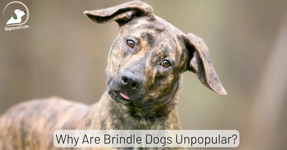 List of brindle dog sales breeds