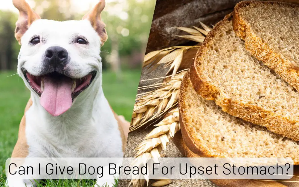 Give Dog Bread For Upset Stomach