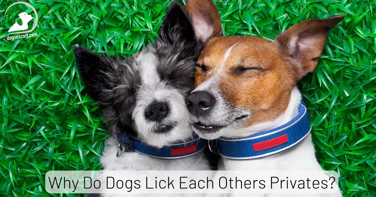 Why Do Dogs Lick Each Others Privates? [How To Get Them To Stop]
