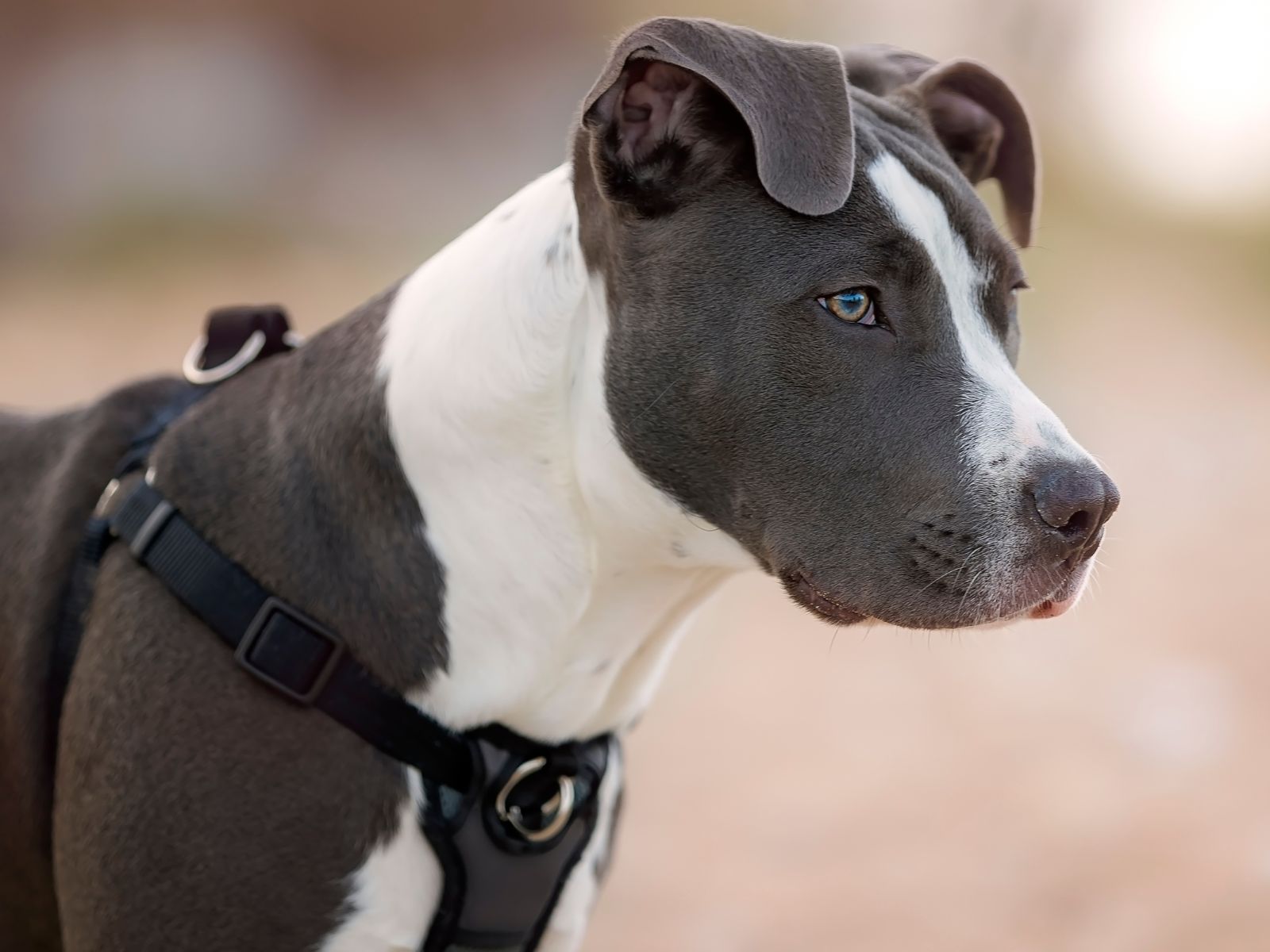 Teacup Pitbulls The Ultimate Guide to These Tiny, Lovable Companions