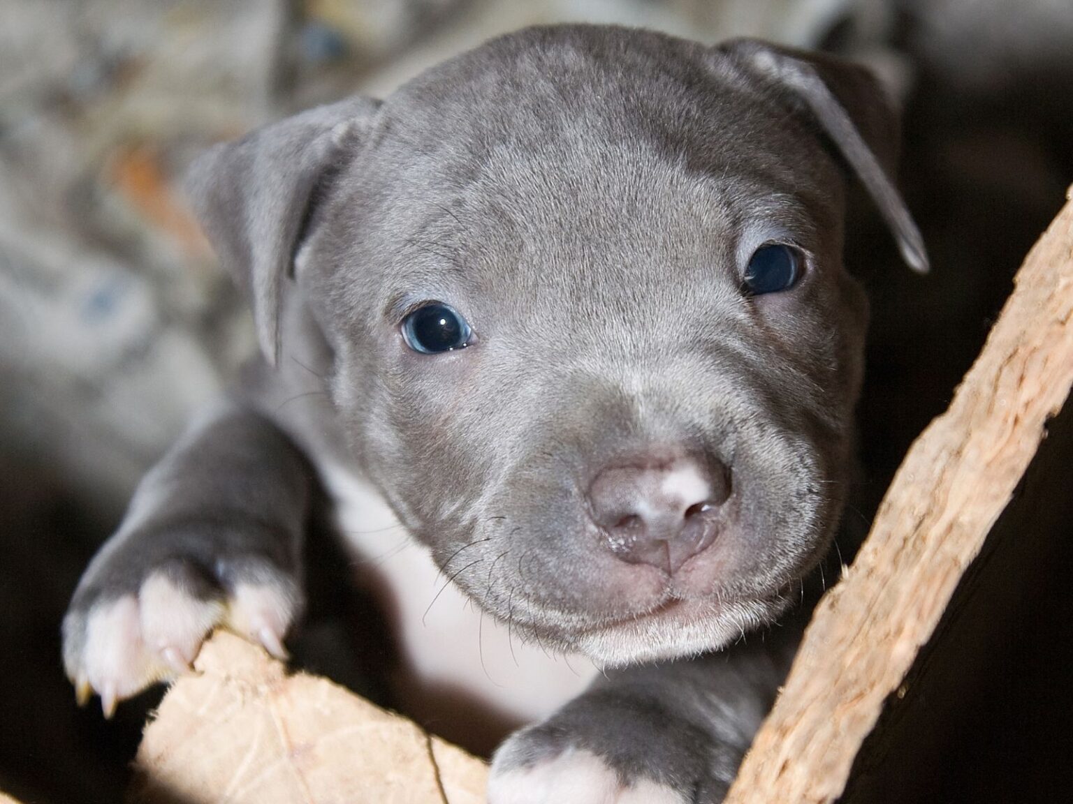 Teacup Pitbulls The Ultimate Guide to These Tiny, Lovable Companions
