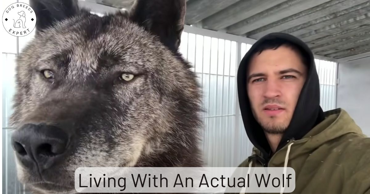 Meet the Man Who Lives with the Biggest Wolf on the Planet