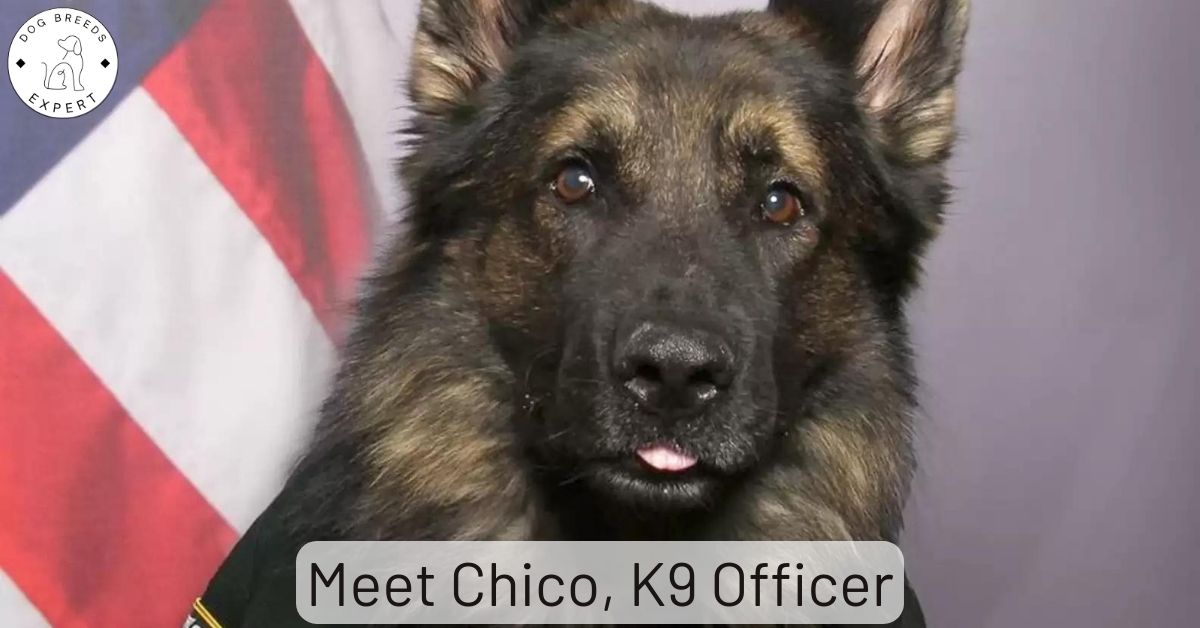 Meet Chico, the German Shepherd K9 Officer Keeping Orange County Safe