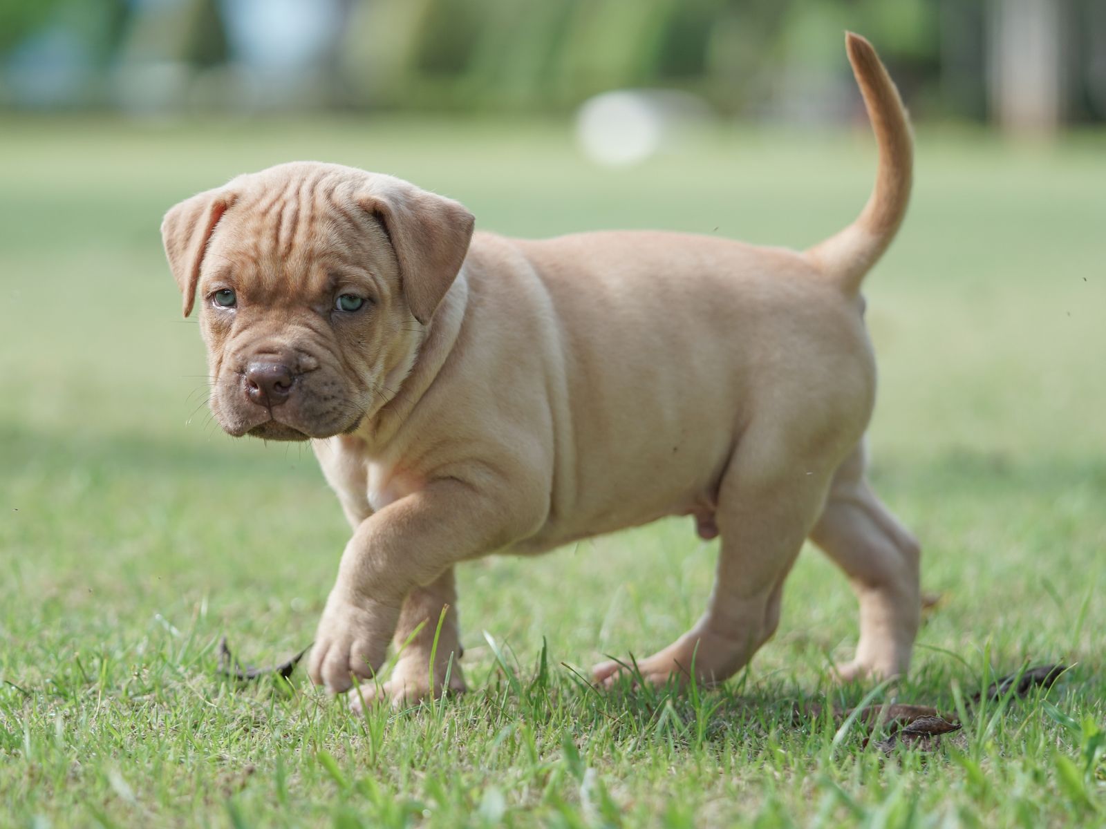 Teacup Pitbulls The Ultimate Guide to These Tiny, Lovable Companions