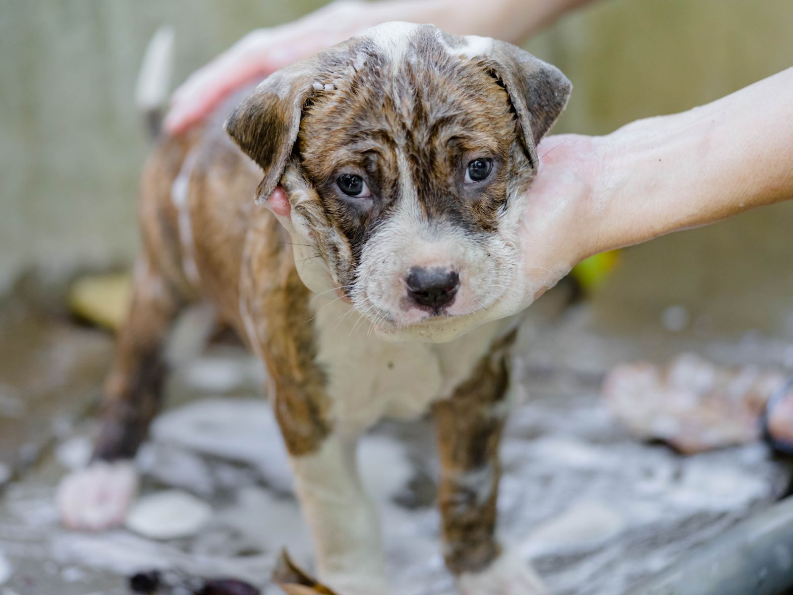Teacup Pitbulls The Ultimate Guide to These Tiny, Lovable Companions