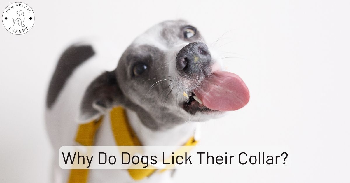 Why Do Dogs Lick Their Collars? [9 Reasons] How to Stop?