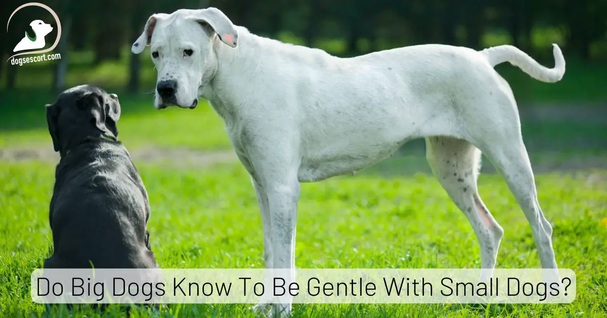 Do Big Dogs Know To Be Gentle With Small Dogs?