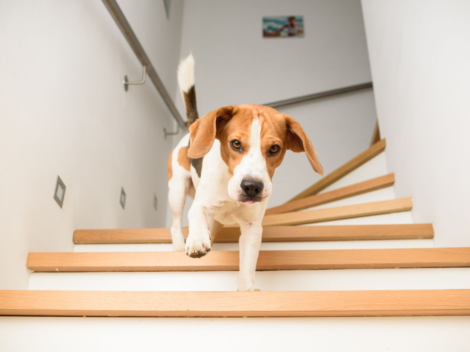 Should You Allow Your Dog Upstairs? Guide]