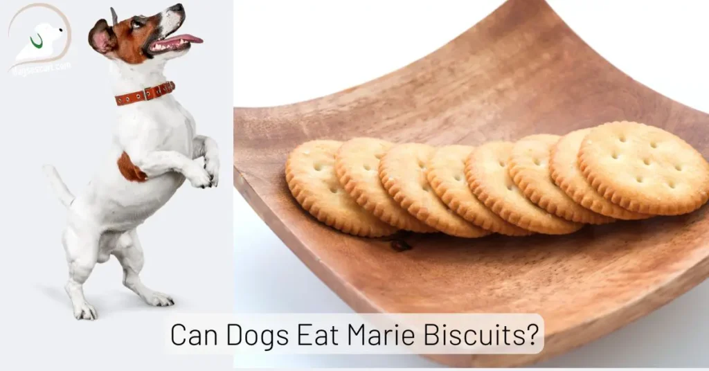 Are Marie Biscuits Safe for Dogs?