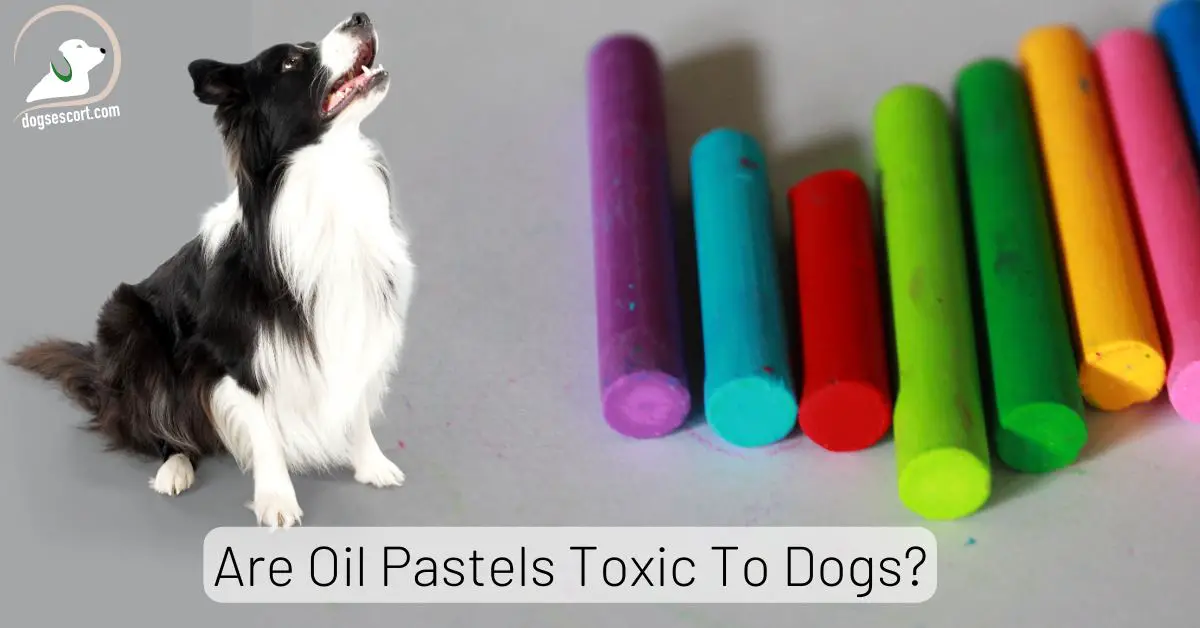 Are Oil Pastels Toxic To Dogs? [Poisoning Symptoms]
