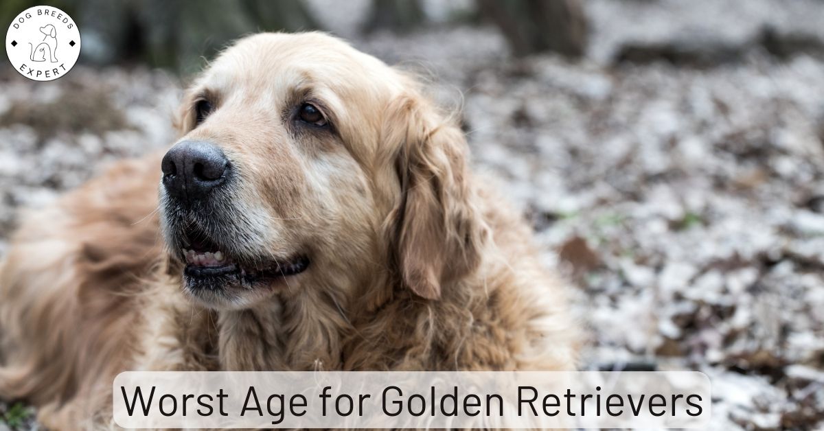 Is 7 Years Old the Worst Age for Golden Retrievers?