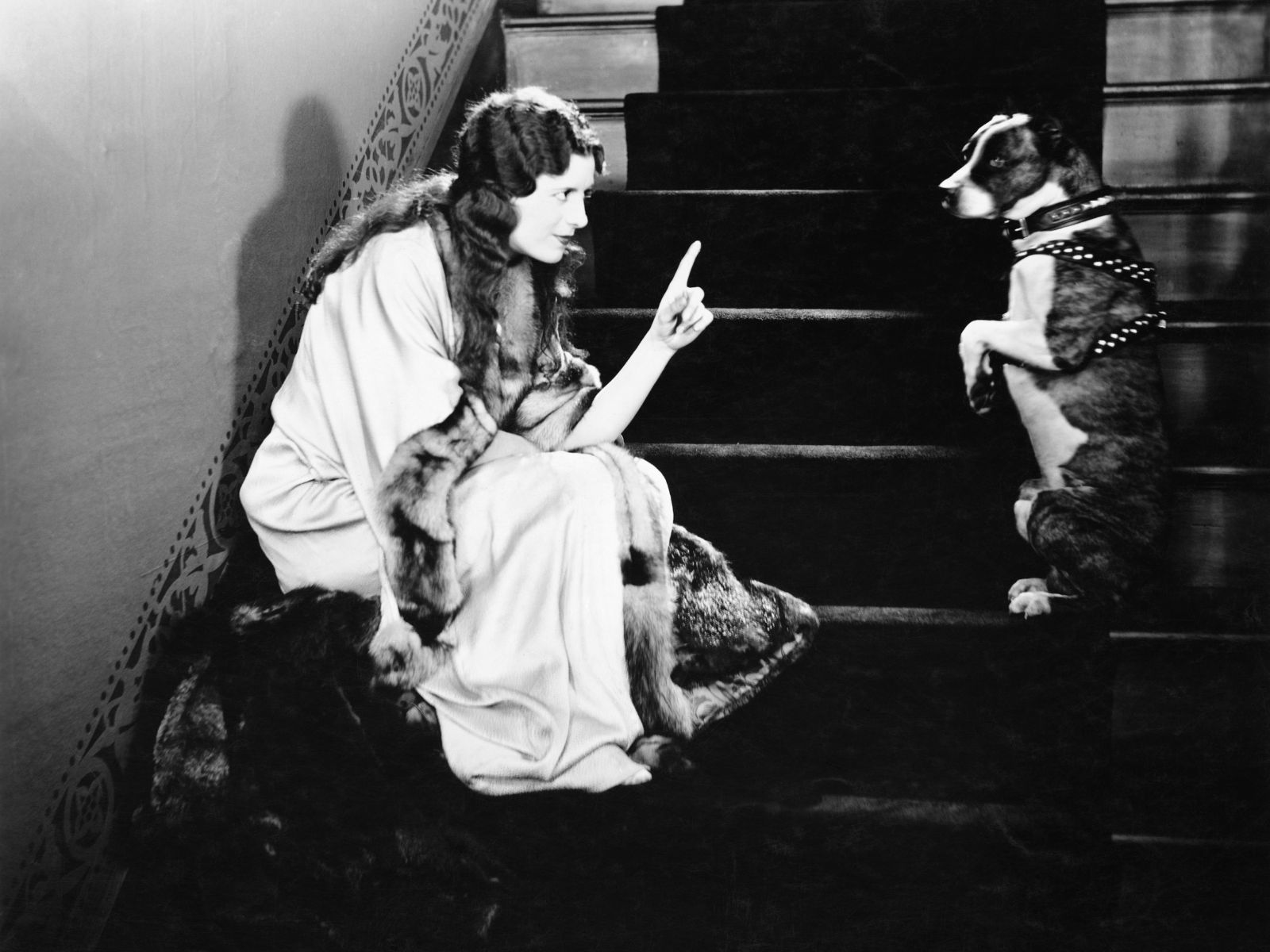 Should You Allow Your Dog Upstairs? Guide]