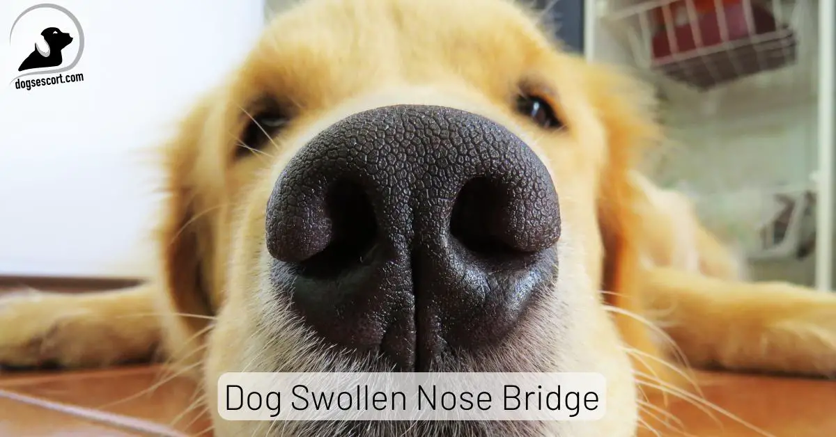 Dog Swollen Nose Bridge Causes, Treatment, and Prevention