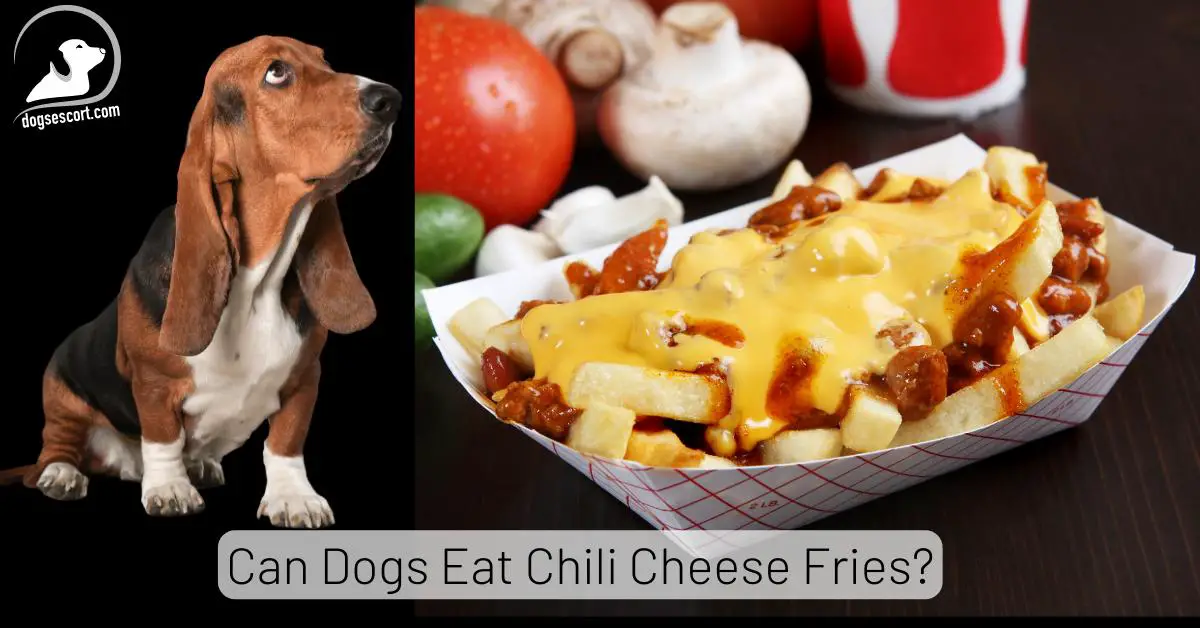 Can Dogs Eat Chili Cheese Fries? (9 Hazards Explained!)