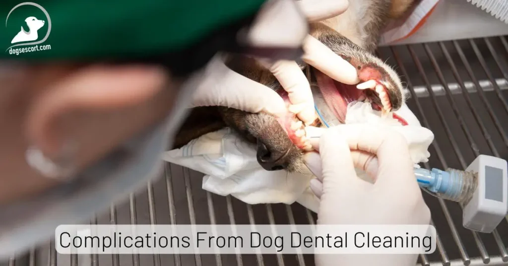 Complications From Dog Dental Cleaning