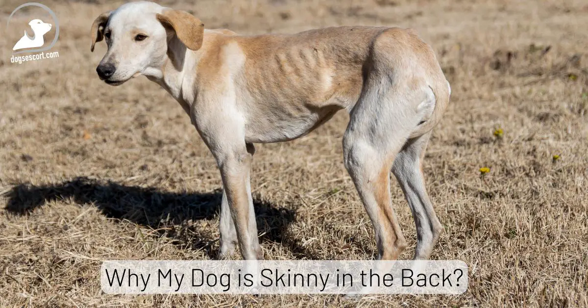 Why is My Dog Skinny in the Back? 7 Reasons Explained