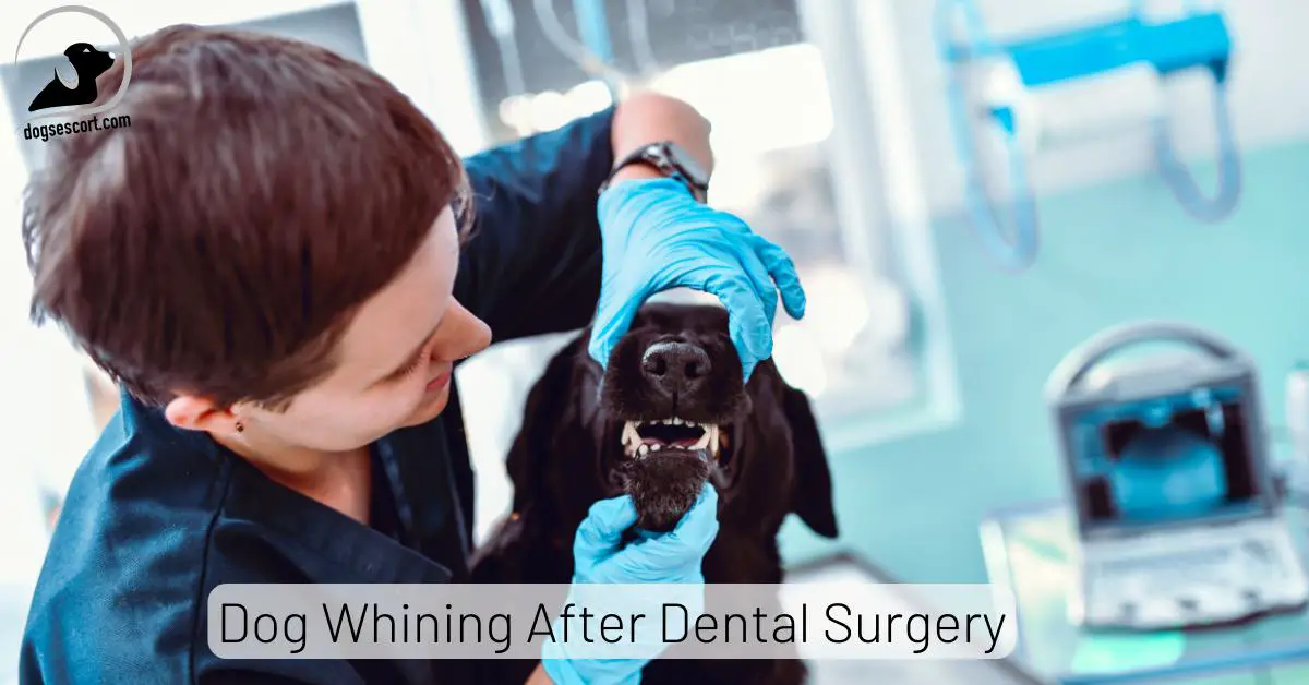 5 Reasons of Dog Whining After Dental Surgery (Tips to Help)