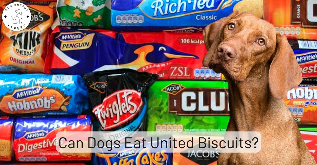 Can Dogs Eat United Biscuits? [Safe Alternatives]