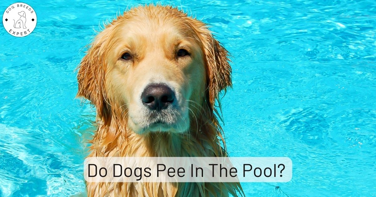 Do Dogs Pee In The Pool? Learn How You Can Stop