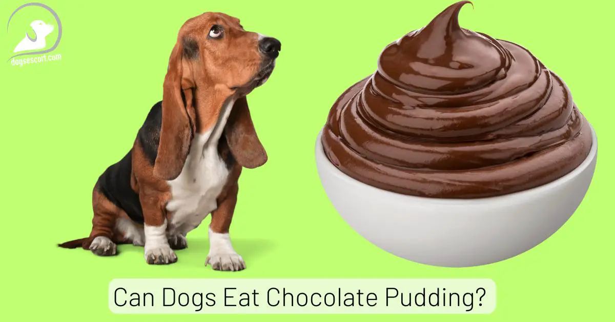 Can Dogs Eat Chocolate Pudding? Understanding the Danger