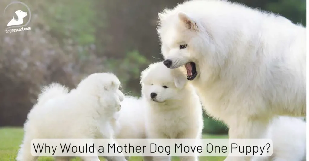 Mother Dog Move One Puppy
