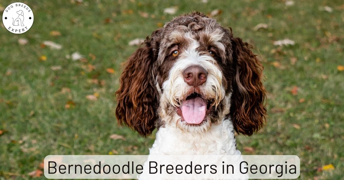Bernedoodle Breeders in List of 7 Local Breeders