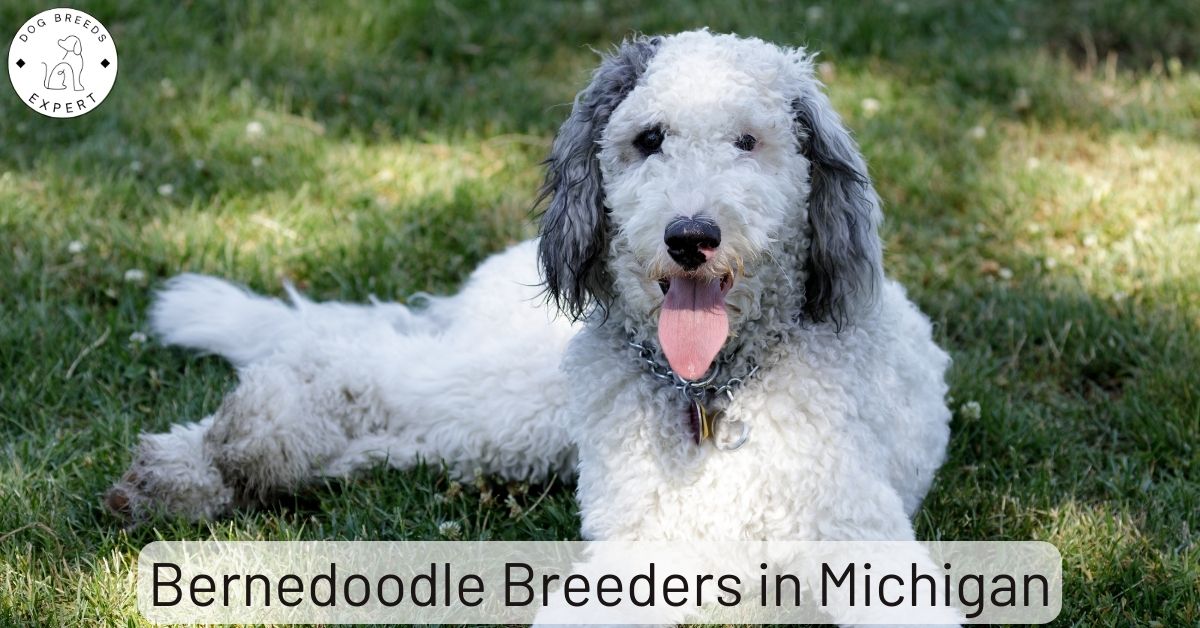Bernedoodle Breeders in Michigan List of 4 Local Breeders