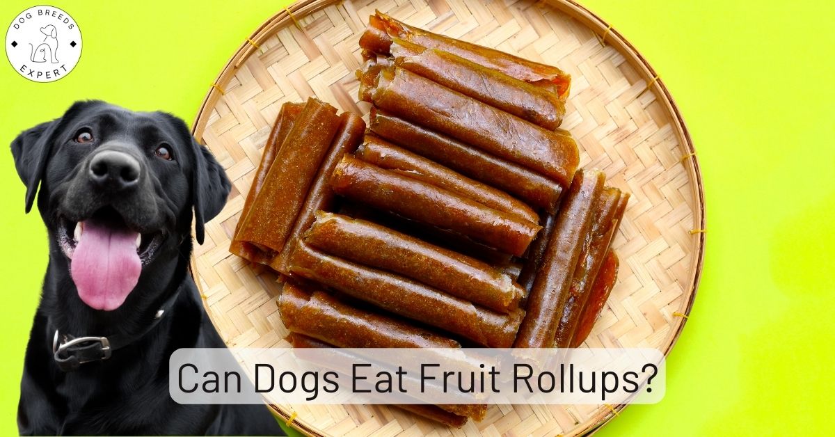 Can Dogs Eat Fruit Rollups