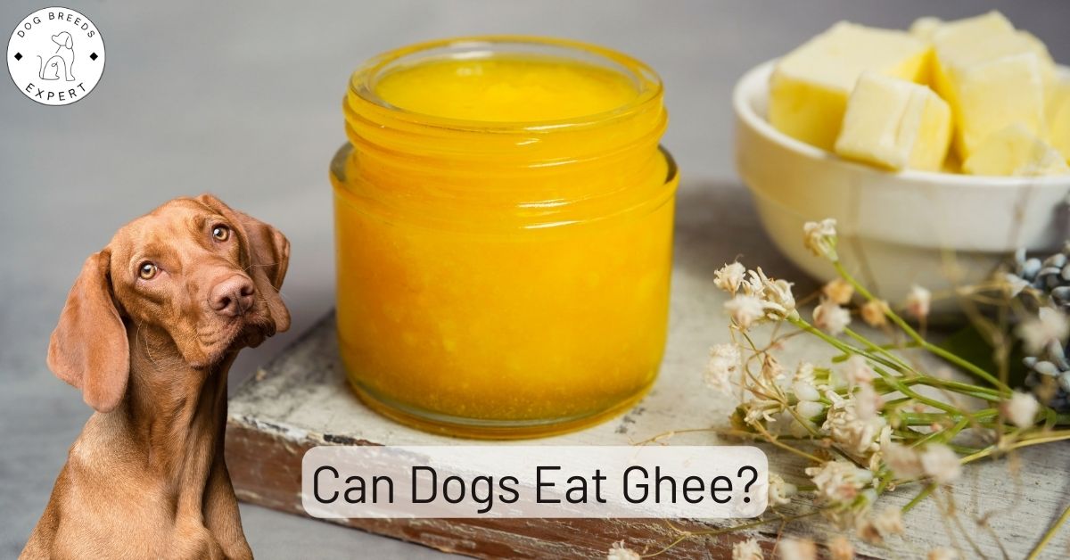 Can Dogs Eat Ghee? The Definitive Guide for Pet Owners