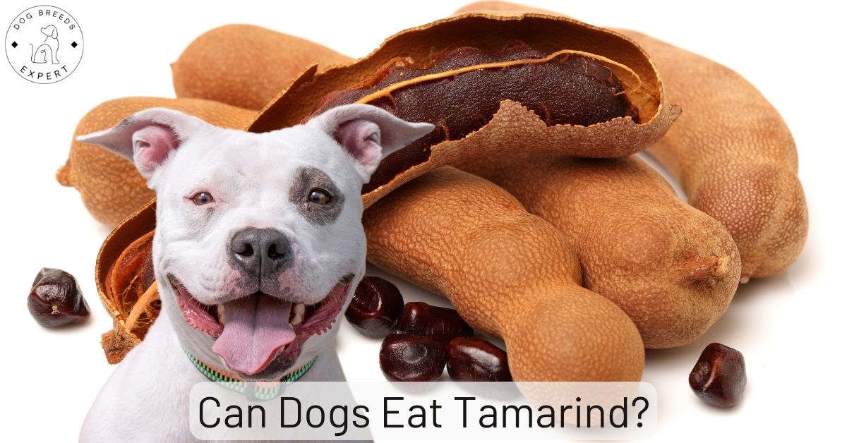 Can Dogs Eat Tamarind? Safety and Risks Explained