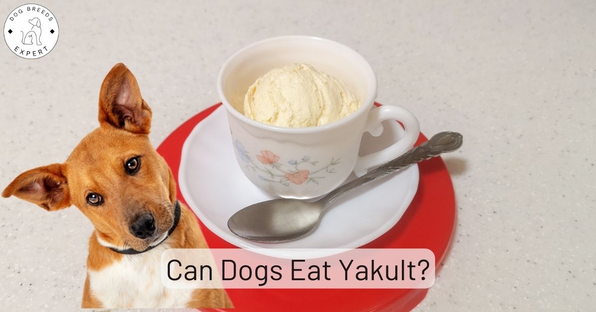 Can Dogs Eat Yakult