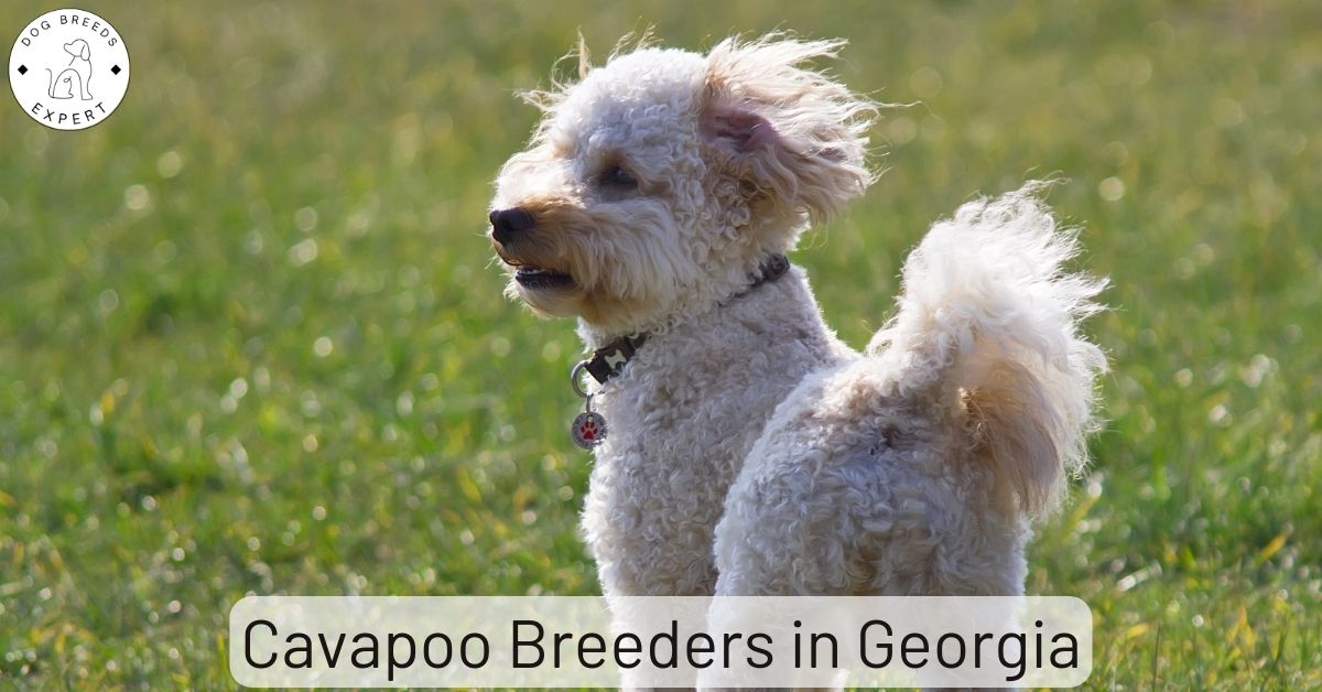 Cavapoo Breeders in List of 2 Local Breeders