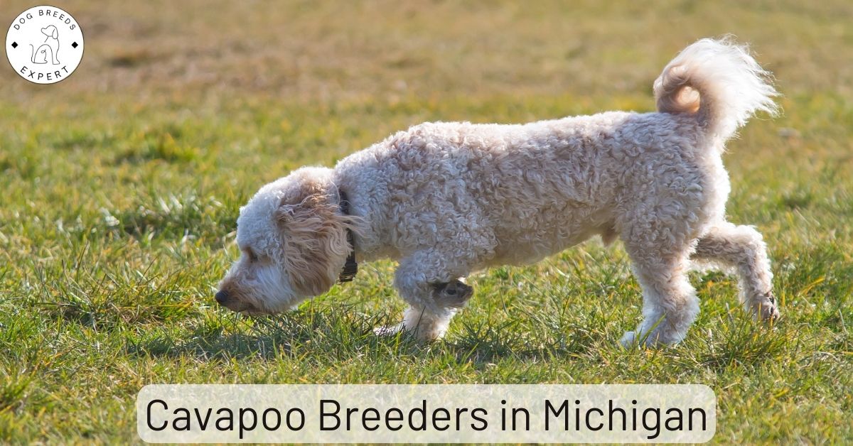 Cavapoo Breeders in Michigan List of 3 Local Breeders