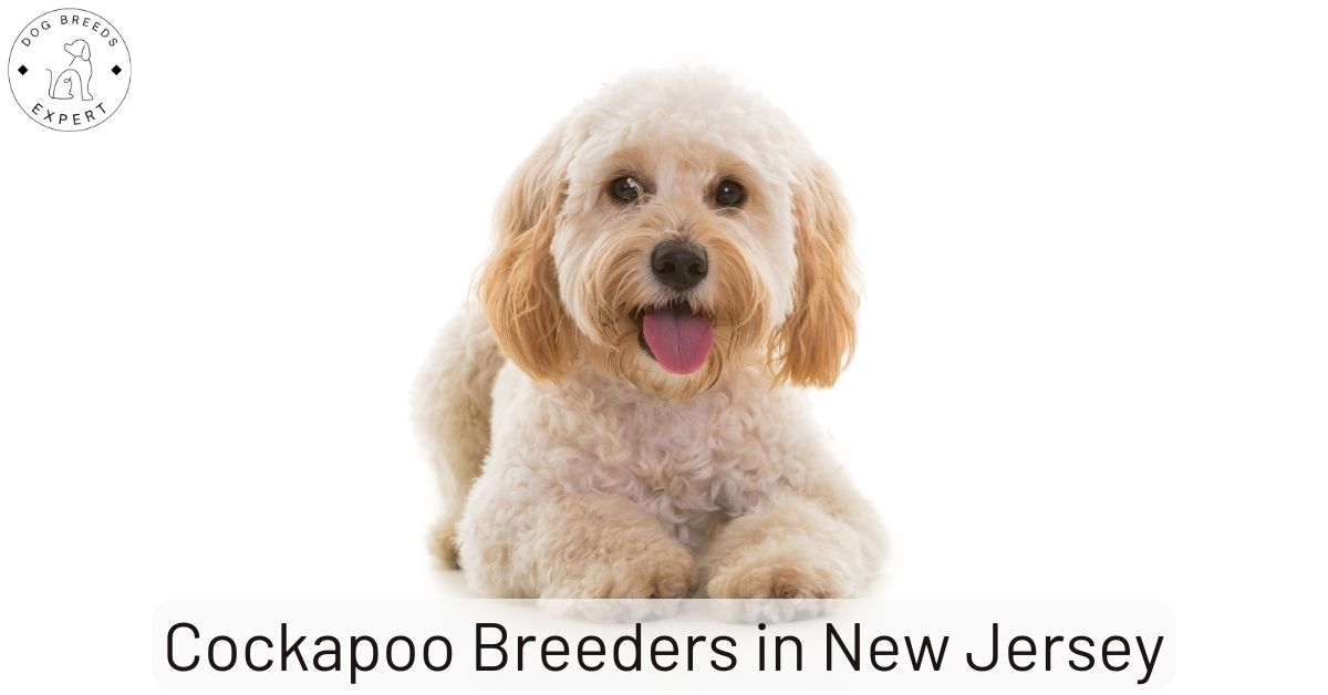 Cockapoo Breeders in New Jersey | List of 4 Local Breeders