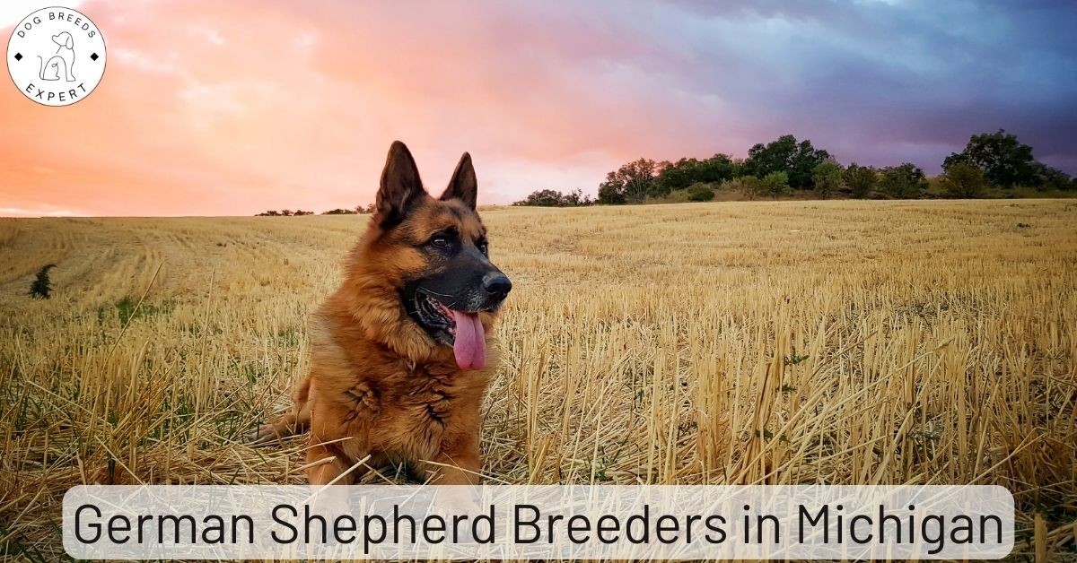 German Shepherd Breeders in Michigan List of 5 Local Breeders