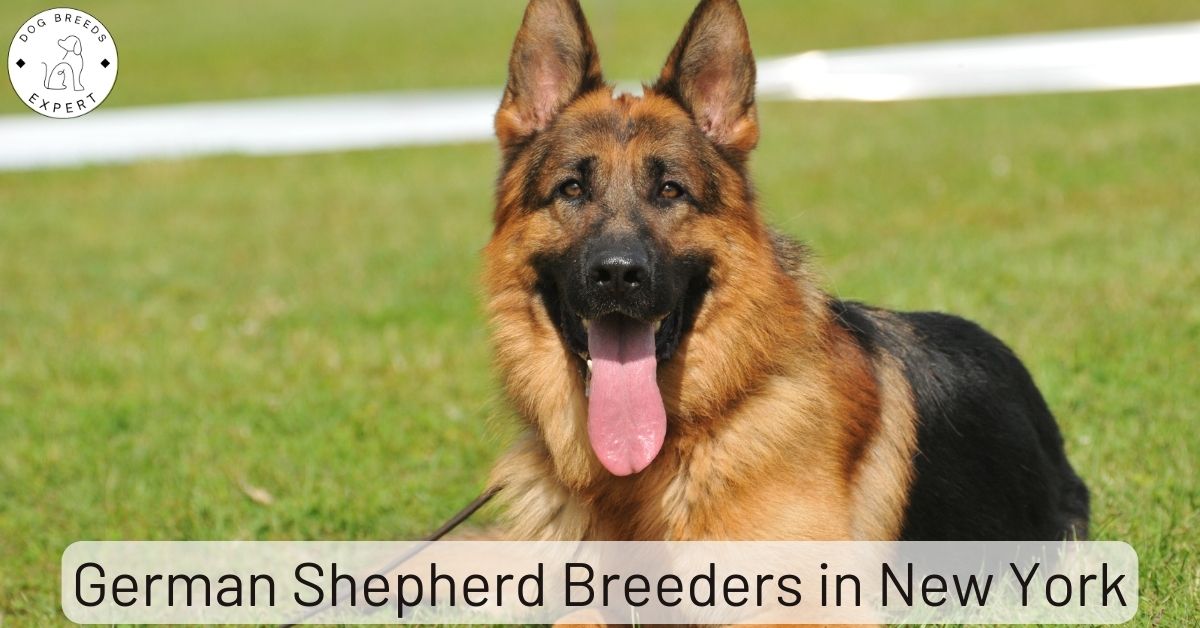 German Shepherd Breeders in New York List of 4 Local Breeders
