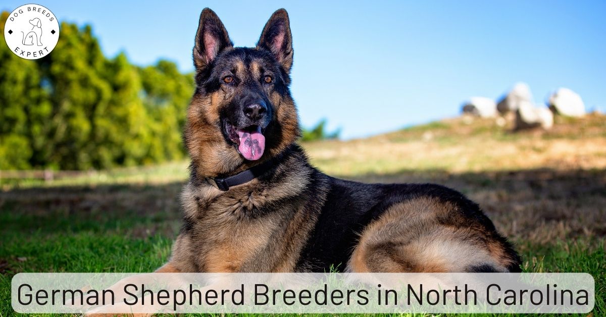 German Shepherd Breeders in North Carolina List of 6 Local Breeders