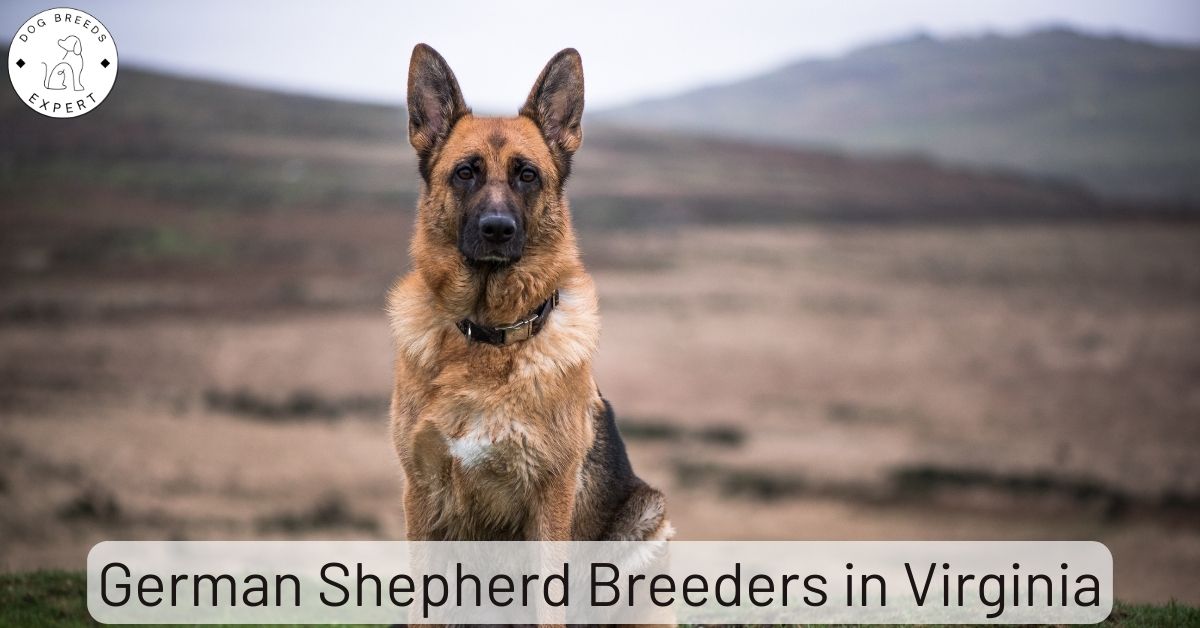 German Shepherd Breeders in Virginia List of 5 Local Breeders